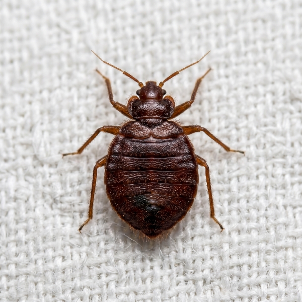 Bed Bugs