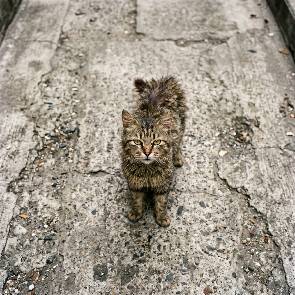 Stray Animals