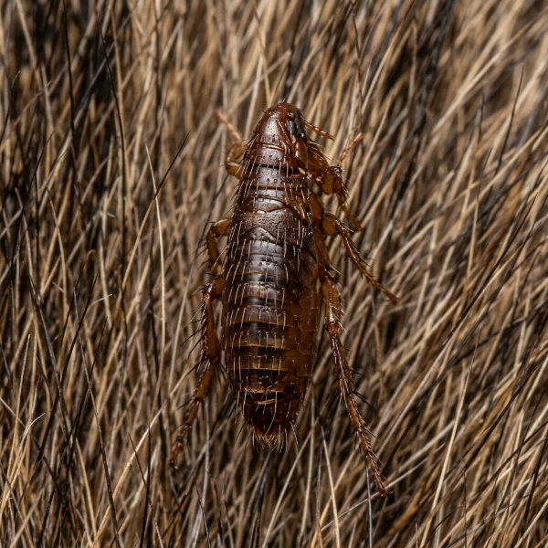 Fleas