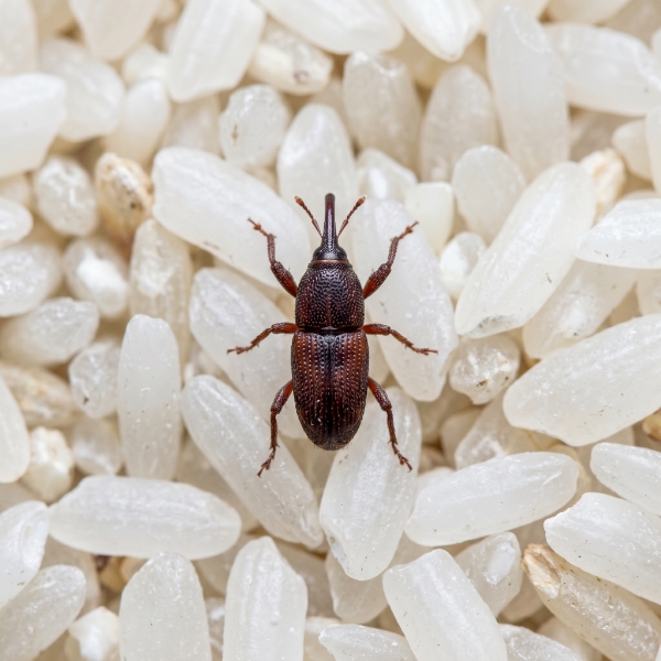 Stored Product Insects