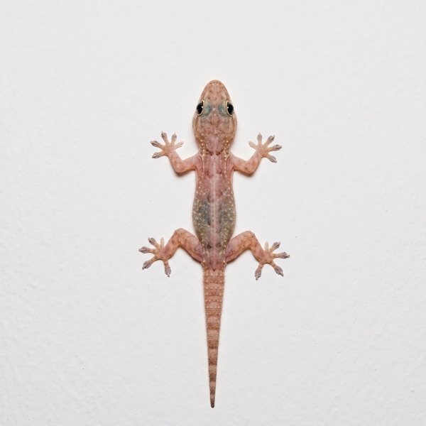 Lizards (House Geckos)