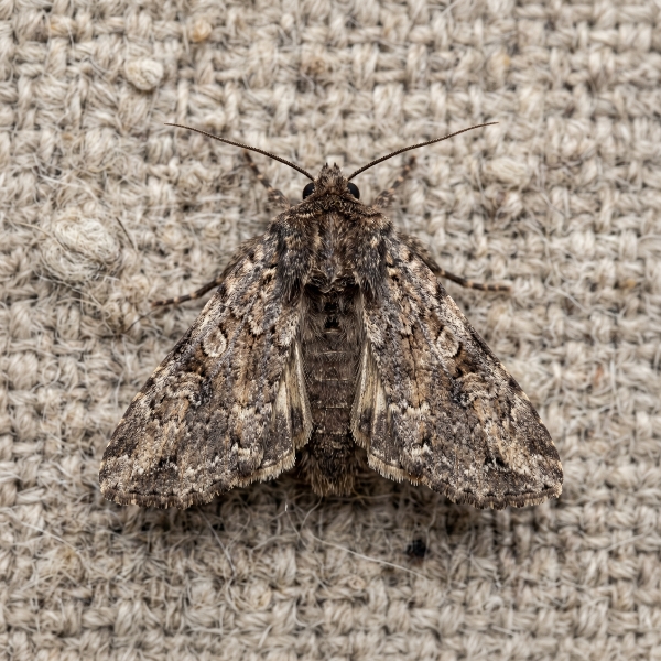 Moths