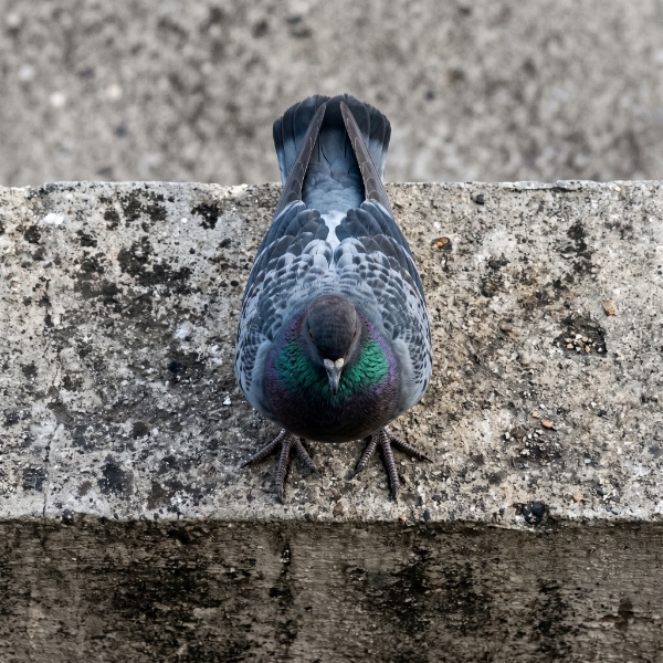 Pigeons & Birds