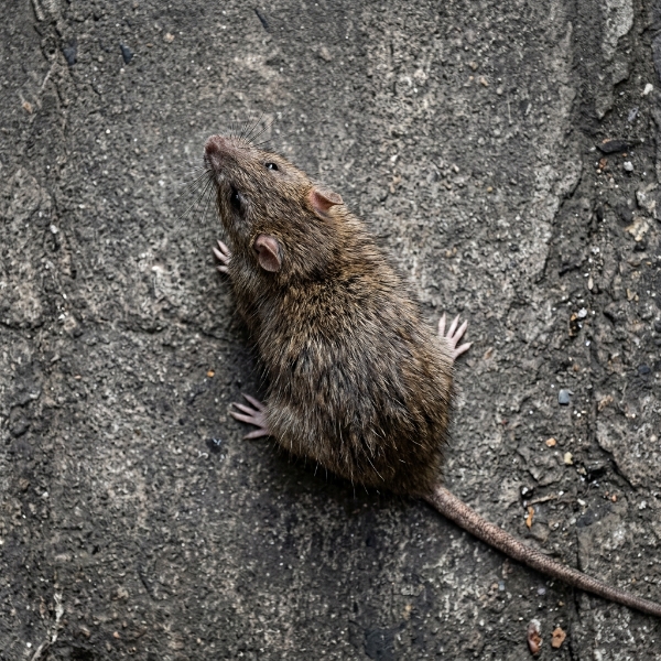 Rodent