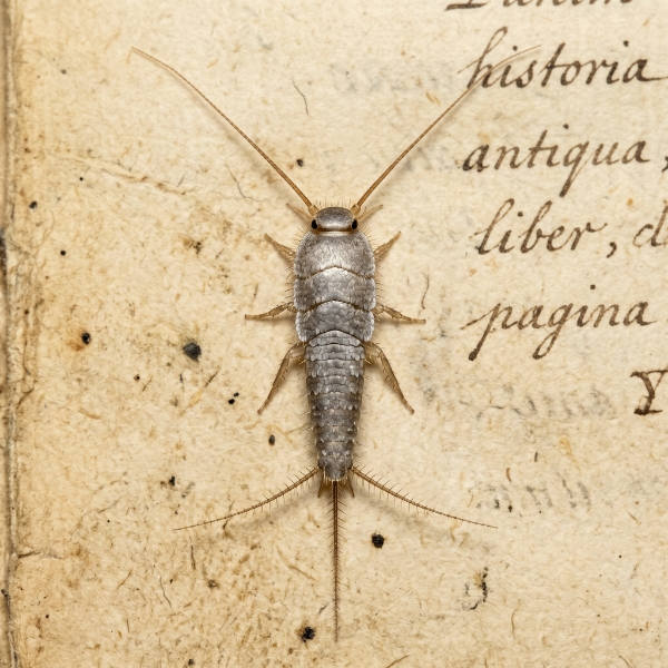 Silverfish